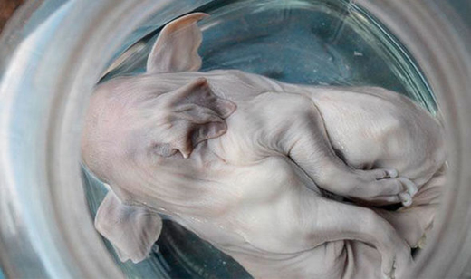 Mutant-Pig 1.